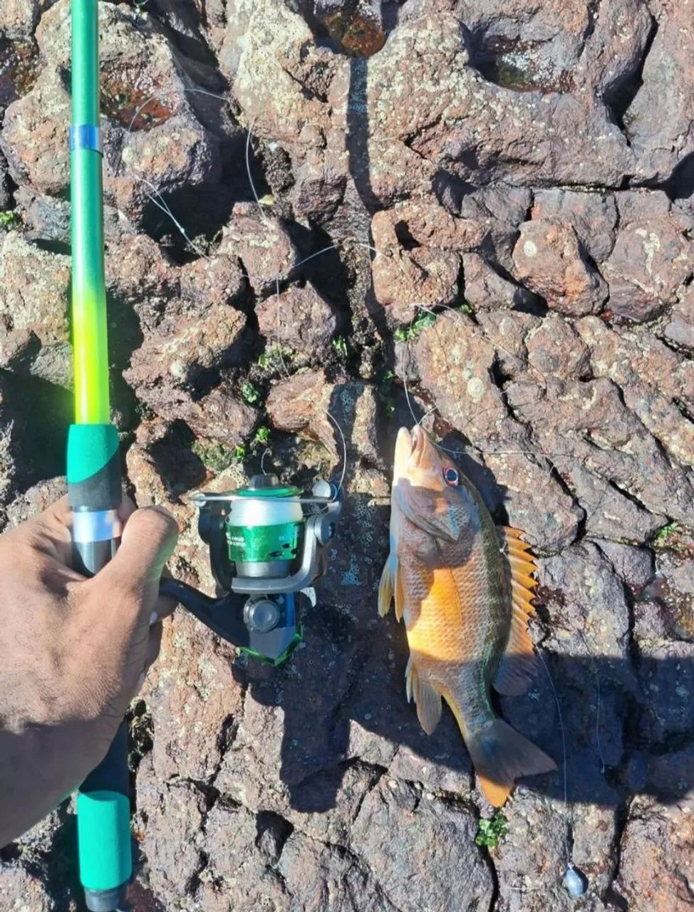 Equipamentos de pesca completo  - Foto 2