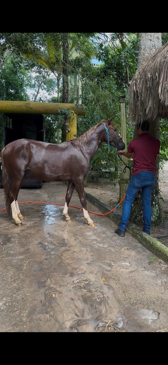 Cavalo mangalarga marchador macha picada