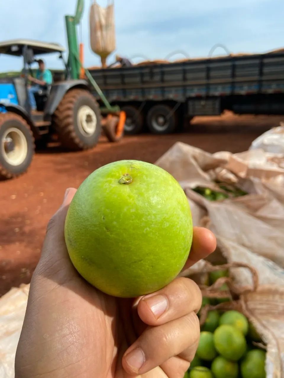 Laranja no Atacado? - Foto 2