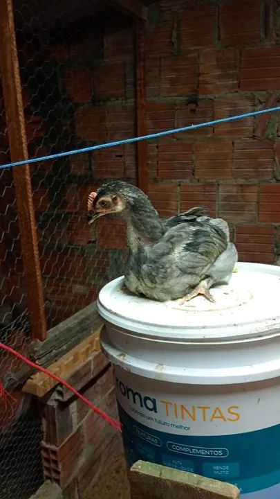 Frango gsb  - Foto 5