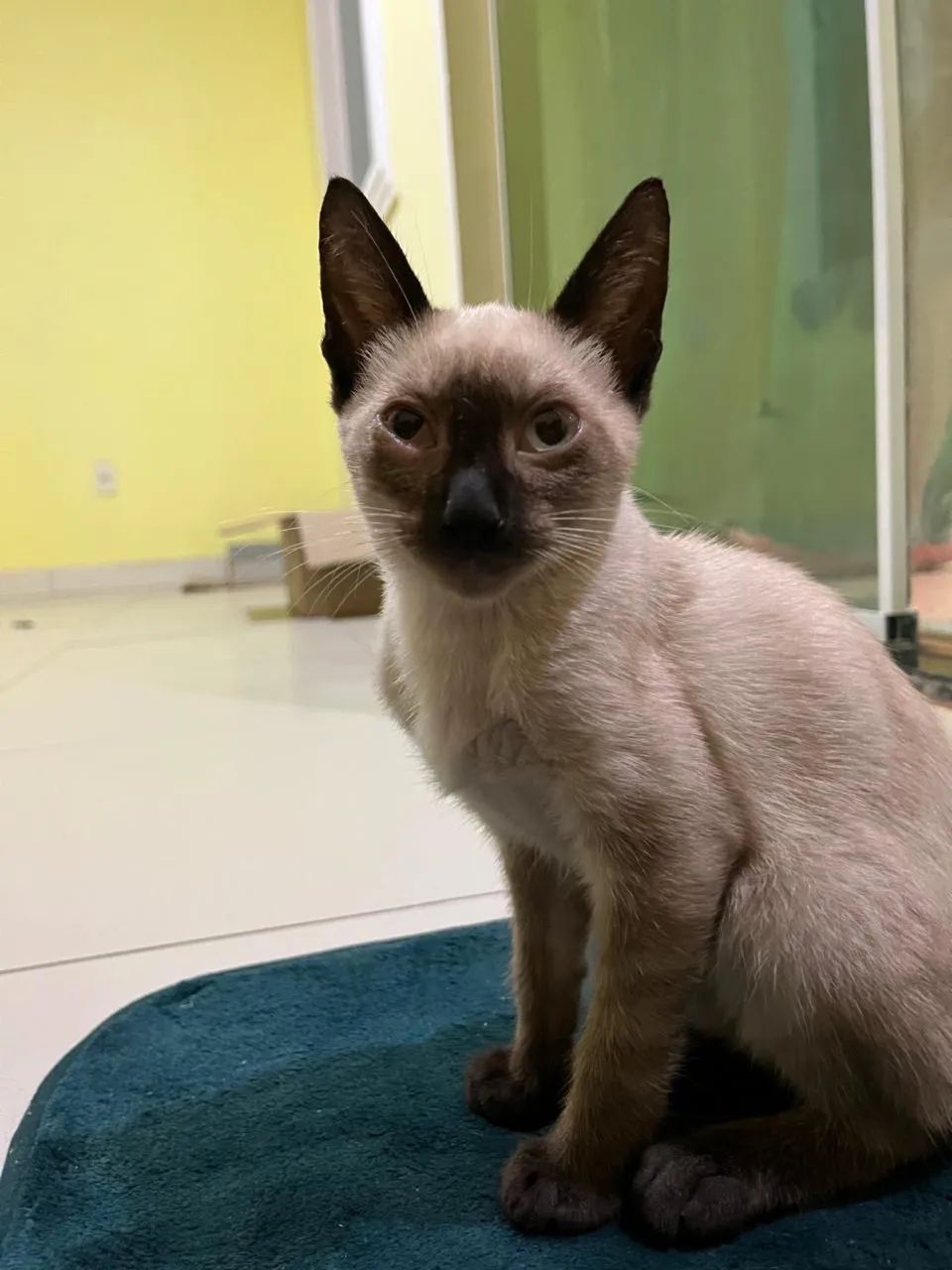 Filhote de gato Siamês  - Foto 3