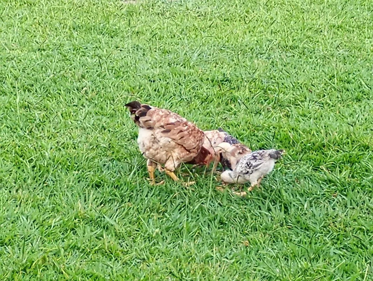 Frangos caipiras e pescoço pelado - Foto 3