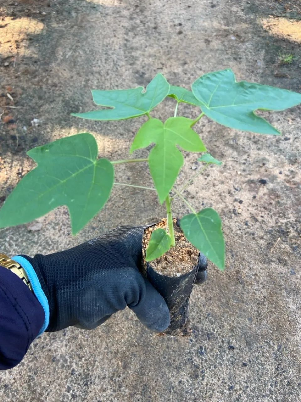 Mudas de Mamão - Foto 4