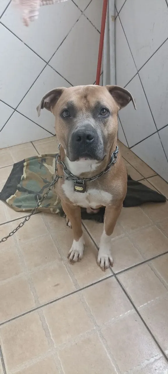 American Staffordshire Macho - Puro e manso