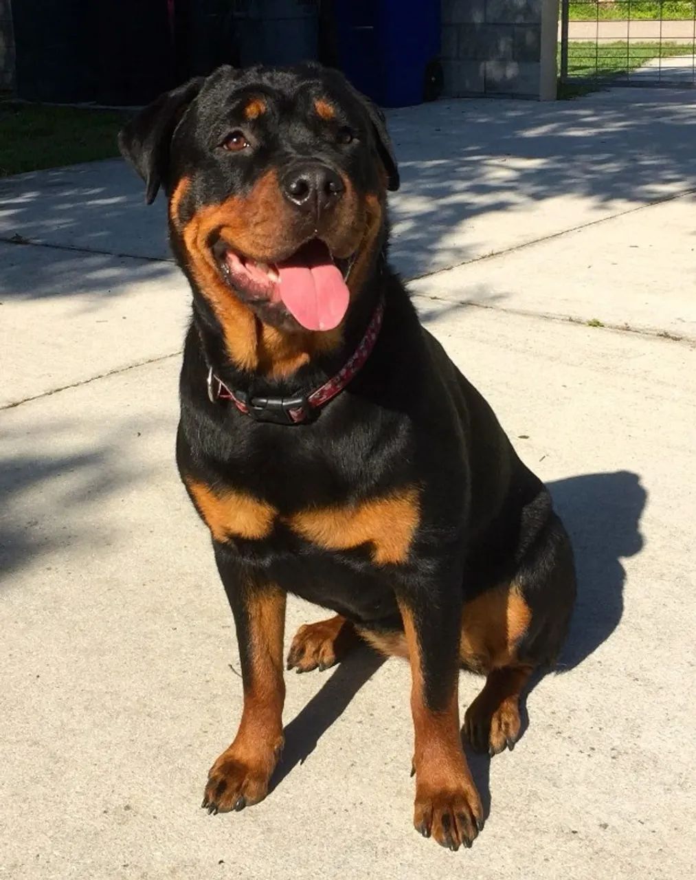 Rottweiler filhotes lindos so filhotes - Foto 5