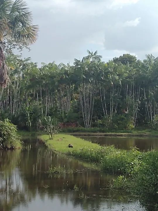 Sítio em Aurora do Pará com 11.000 metros quadrados.