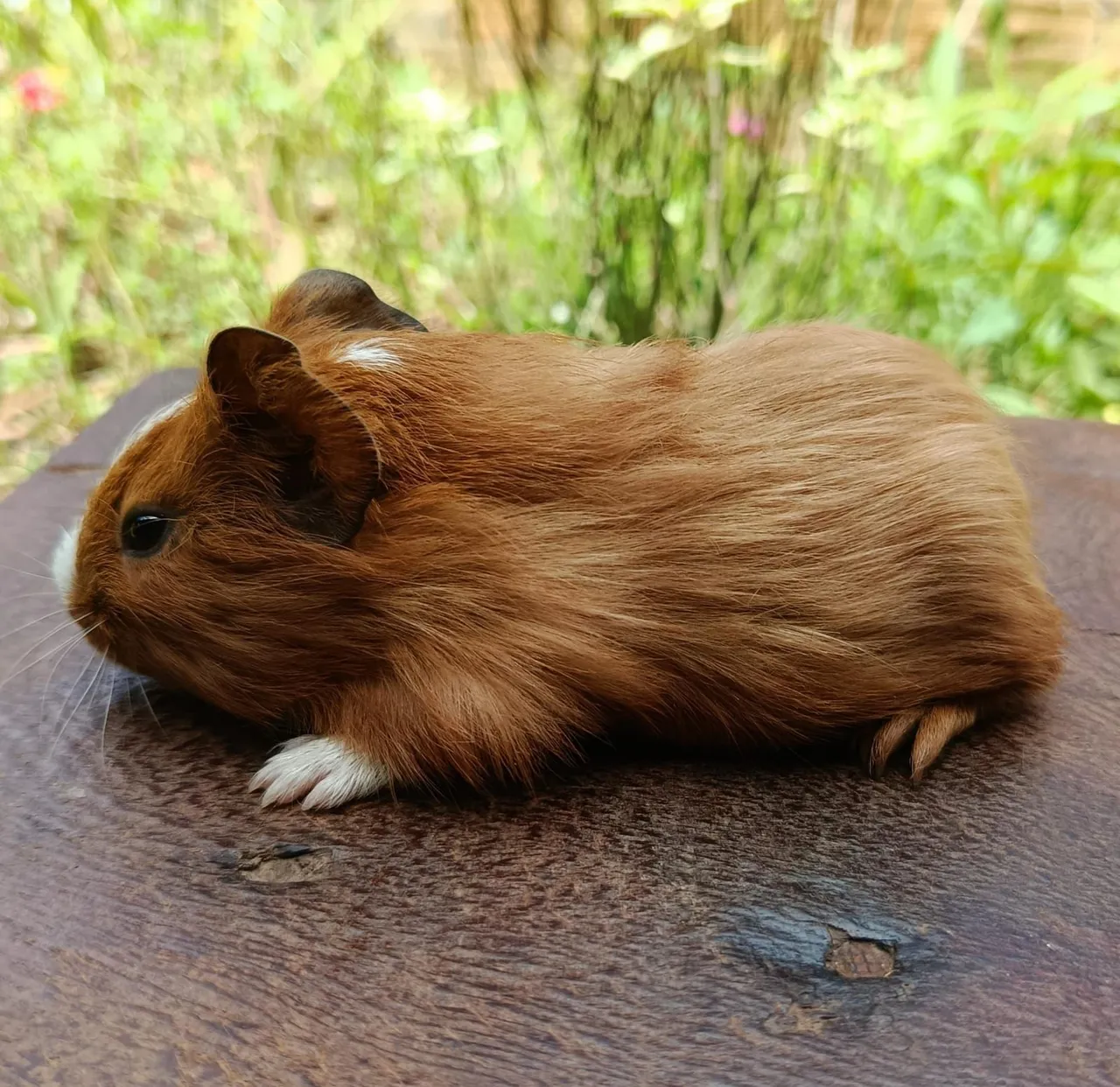 Porquinho da índia macho disponível