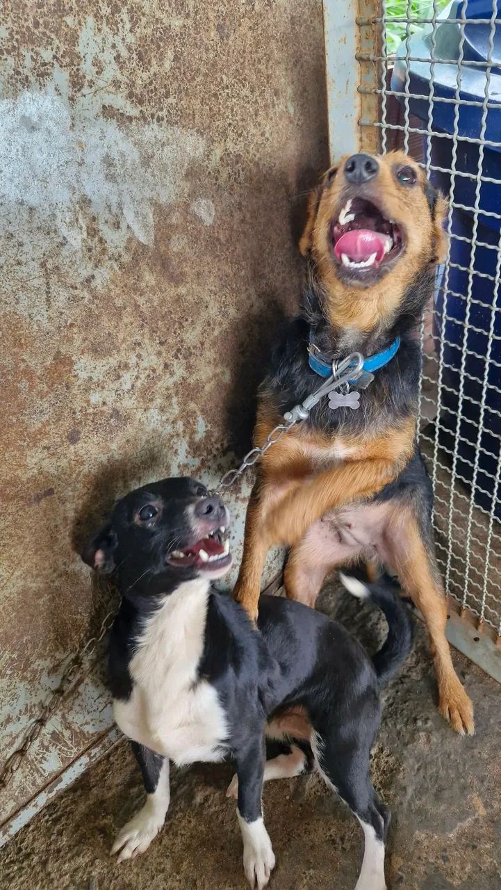 Cachorro preto de porte pequeno - Foto 4