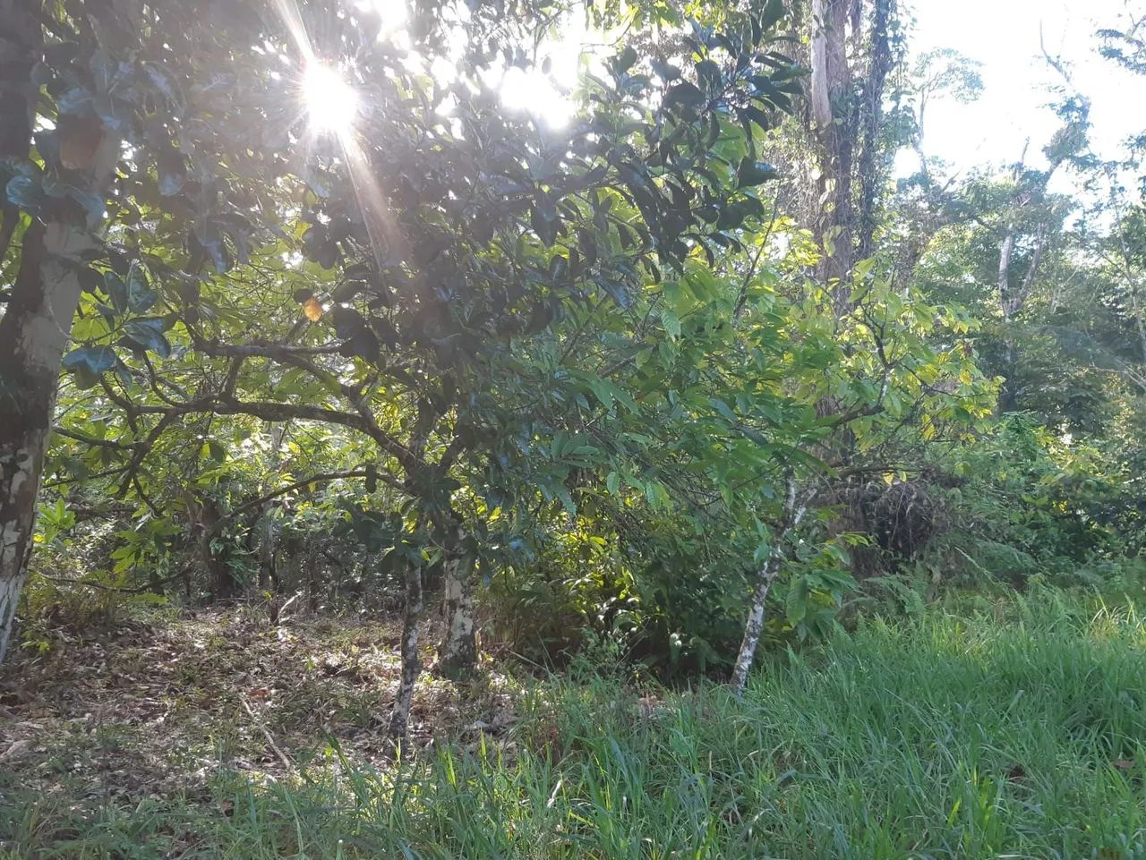 Vendo uma fazenda em Una ( oportunidade) - Foto 3