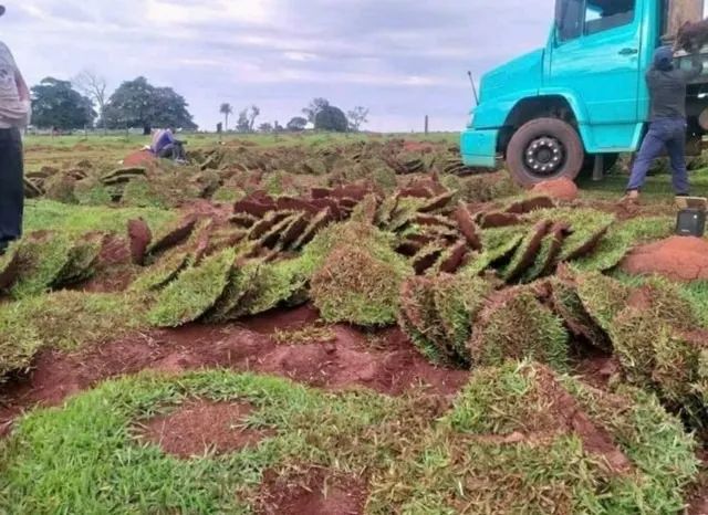 grama batatais damos plantadas com  adubo incluindo