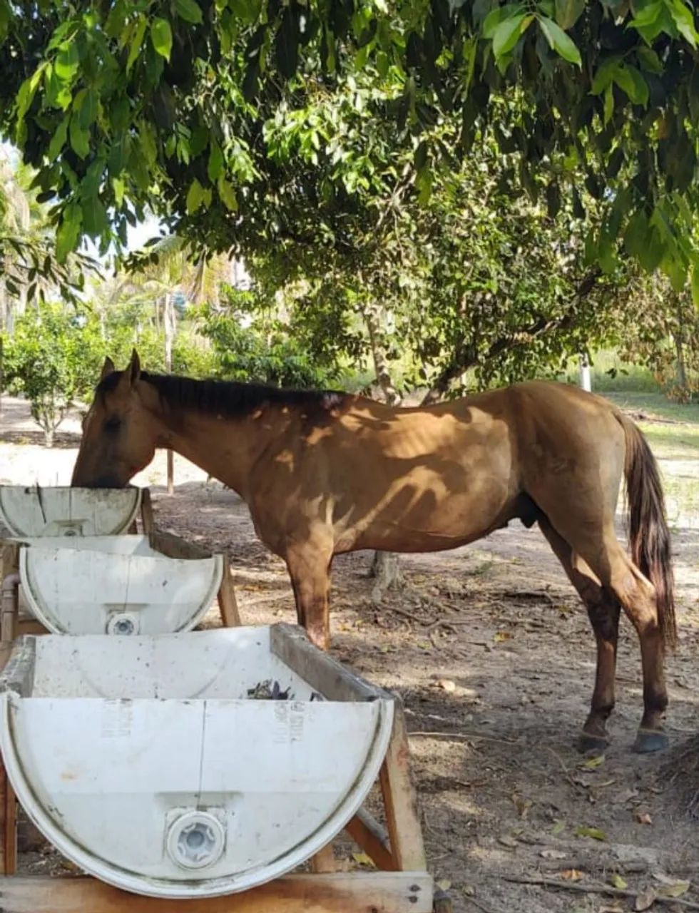 Garanhão Campolina - Foto 3