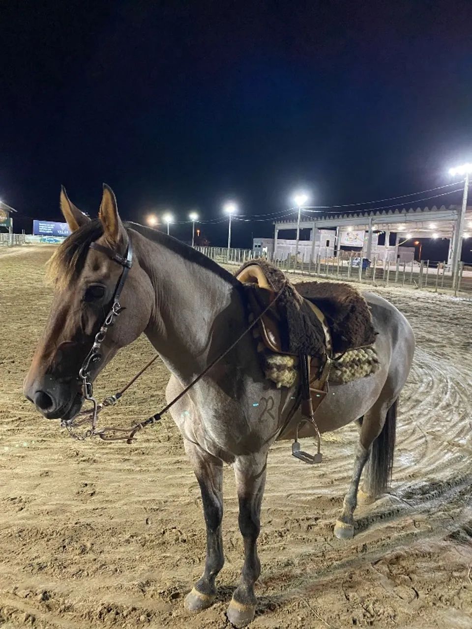 Égua crioula  - Foto 3