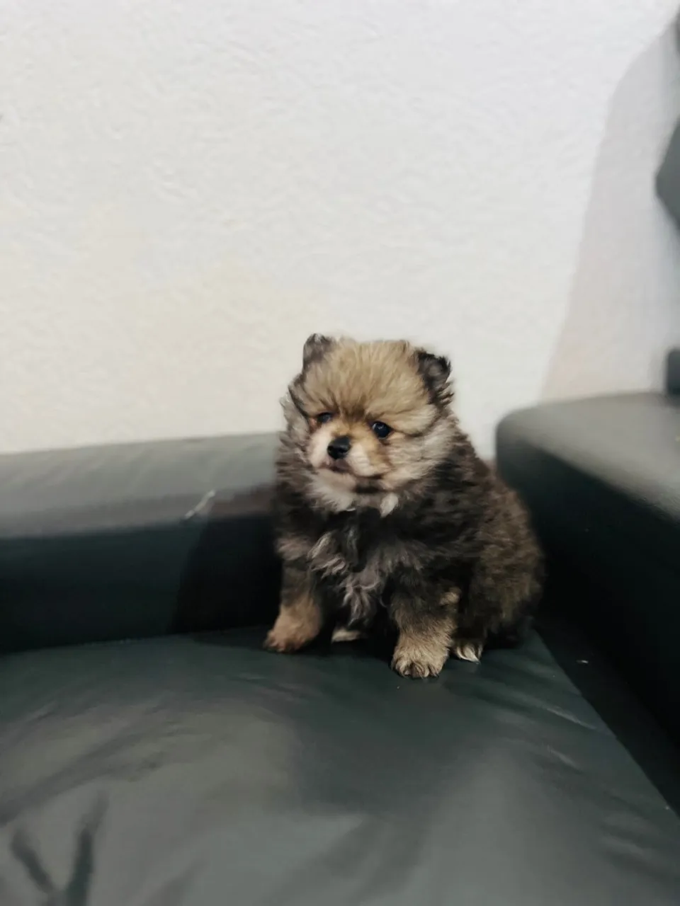 Filhote de Spitz Alemão disponível!