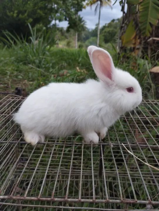 Lindos coelhos brancos para desmame 06/02 """Reservas""" - Foto 2