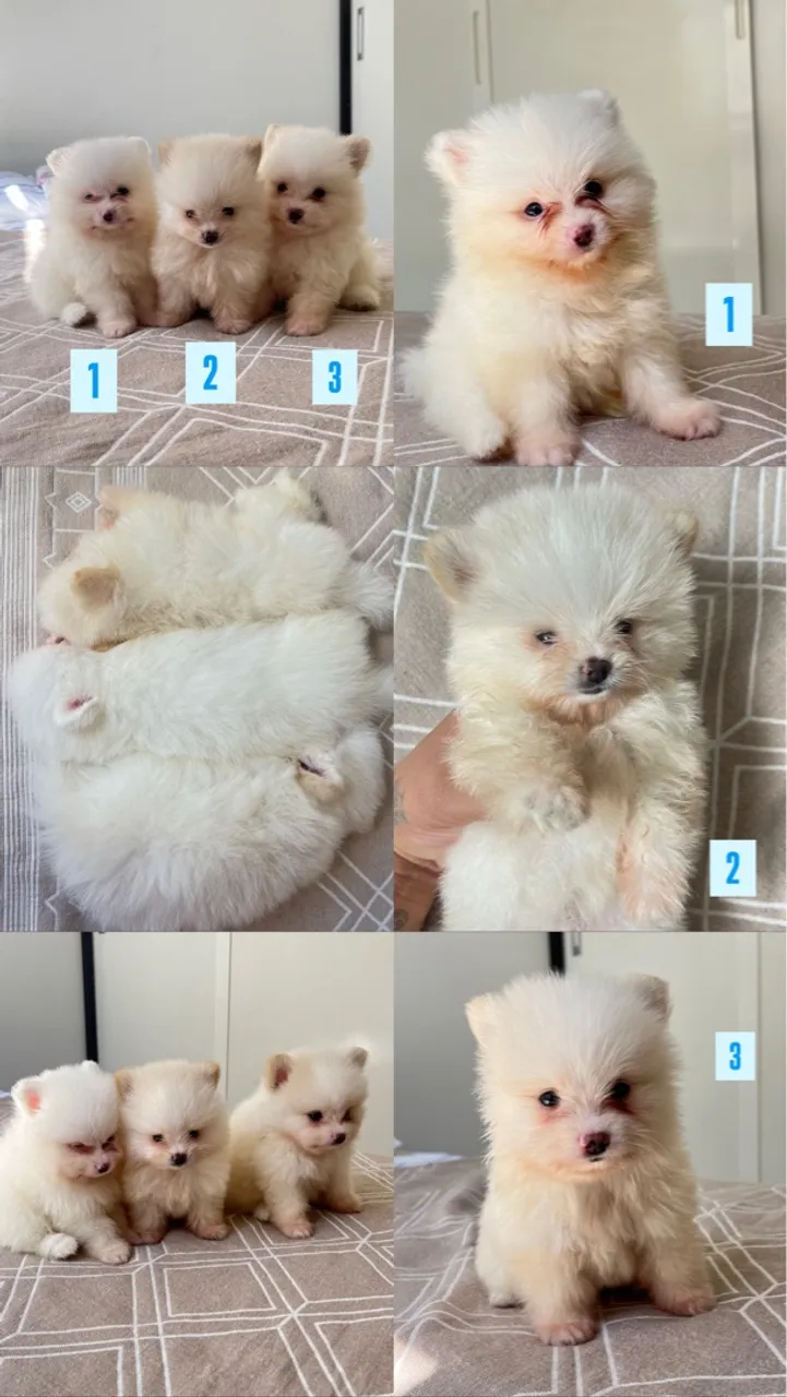 Filhotes de Spitz Alemão - Lindos e Fofos!