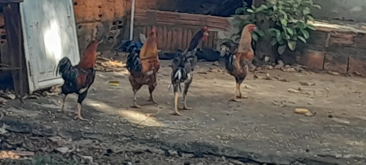 Frangos