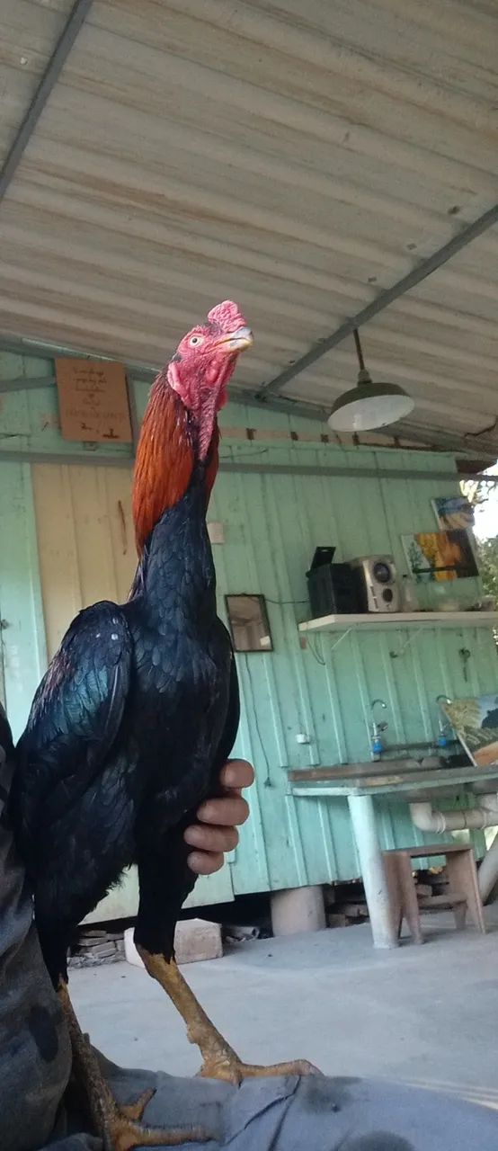 Galos índios  - Foto 3