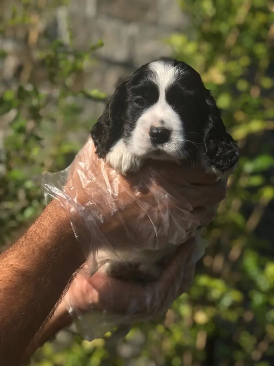 Cocker Spaniel ingles pronta entrega  - Foto 2