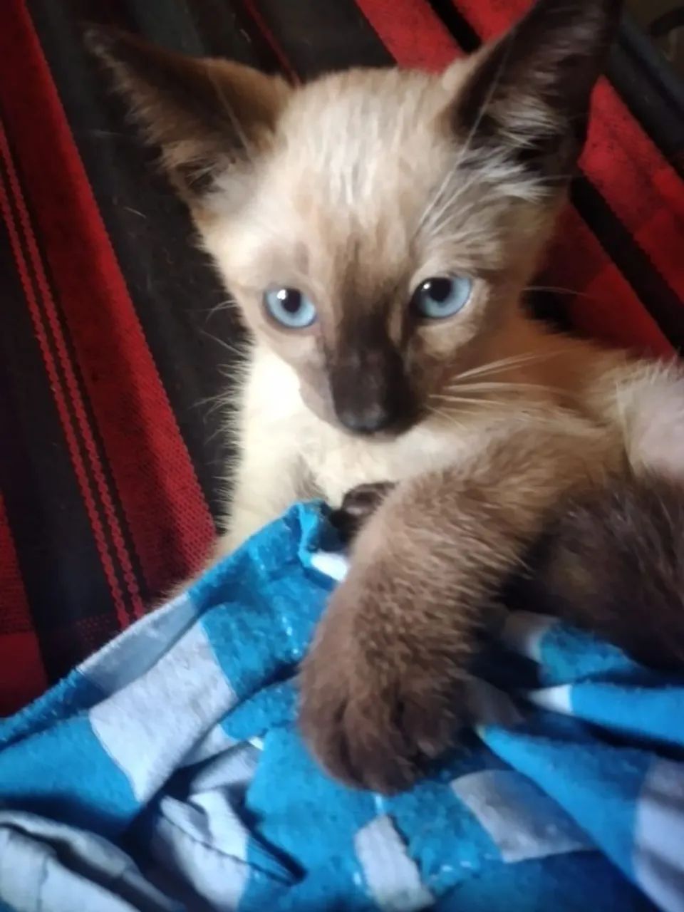 Gatinho Siamês disponível para adoção - Foto 4