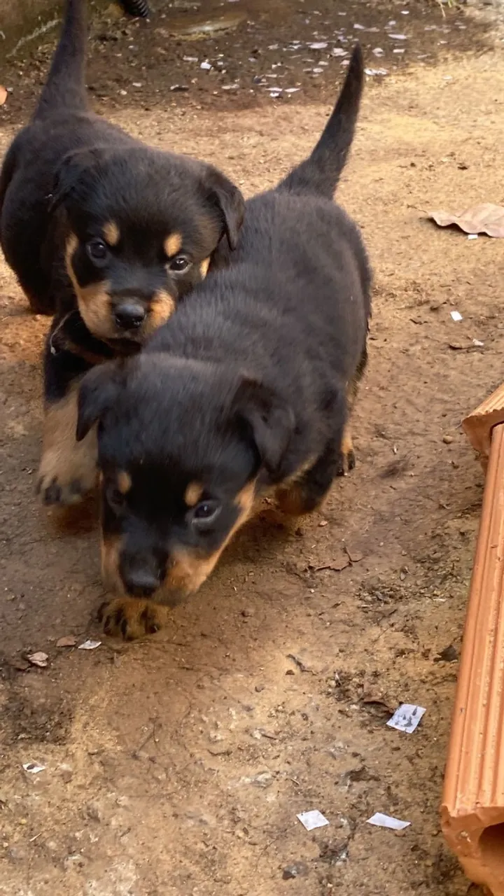 Filhotes de Rottweiler