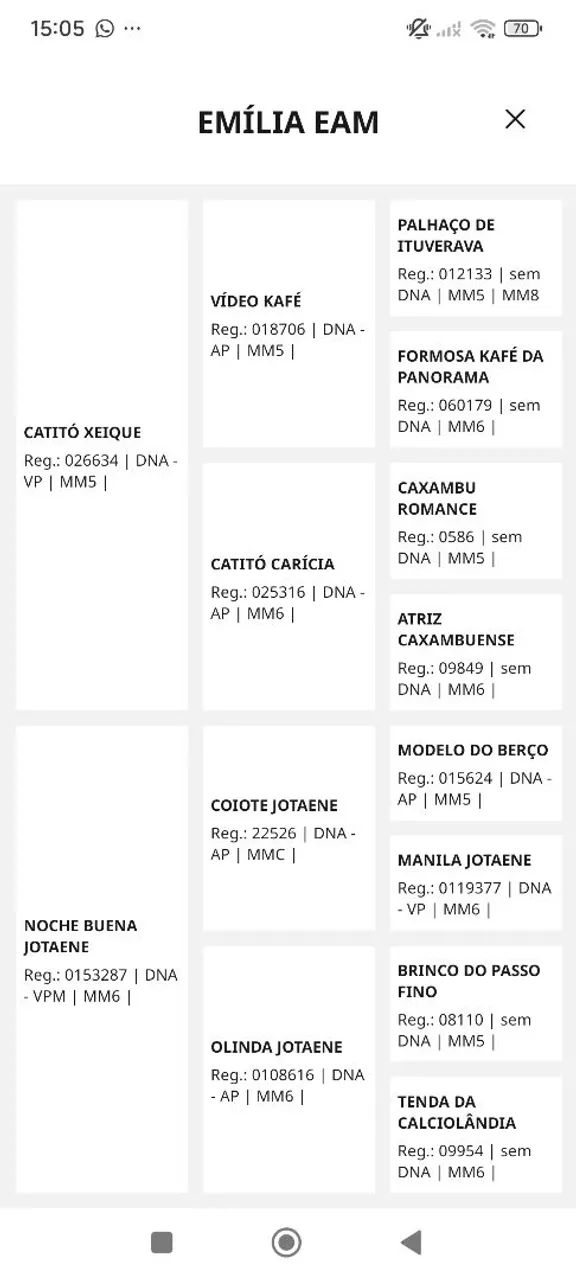 Égua Marcha Picada  Mangalarga Marchador  - Foto 5