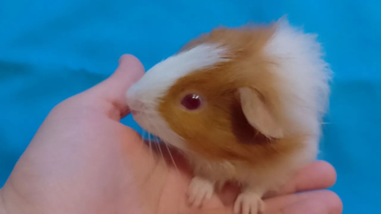 Porquinho da india fêmea 