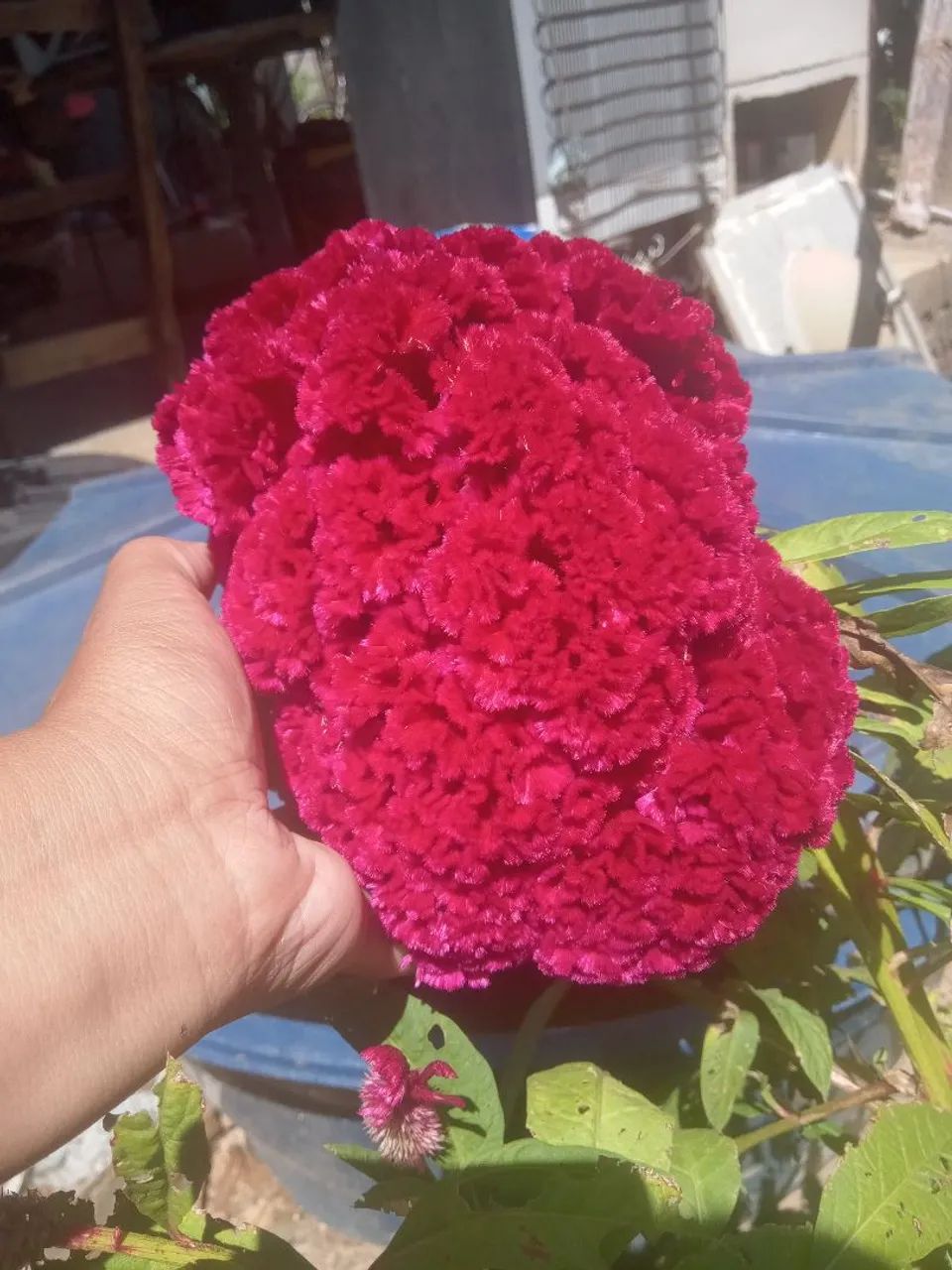 Flores para buquê dia das mães  - Foto 3