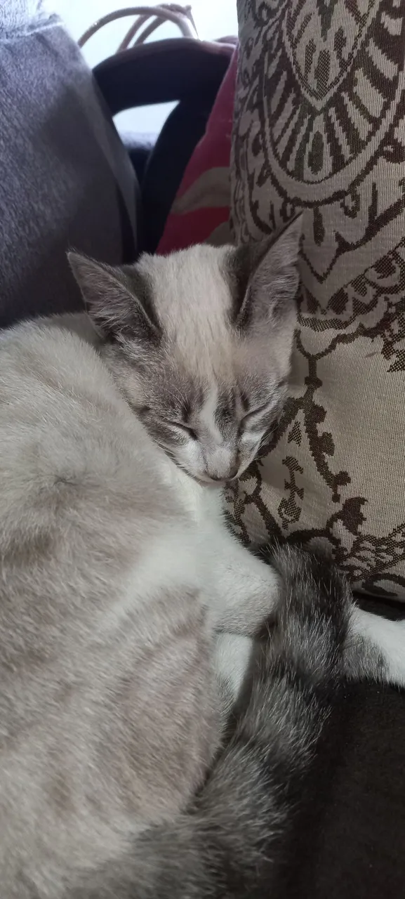 Estou doando essa gatinha