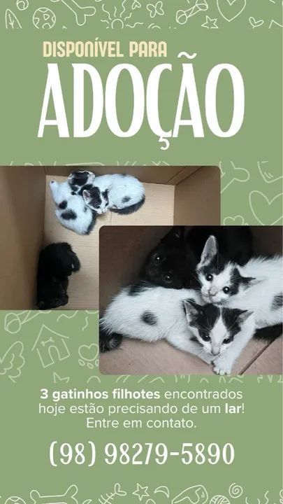 Gatinhos filhotes para adoção!
