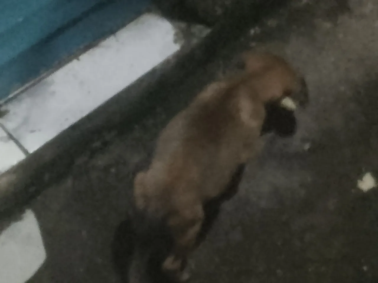  adoção Filhote de cachorro