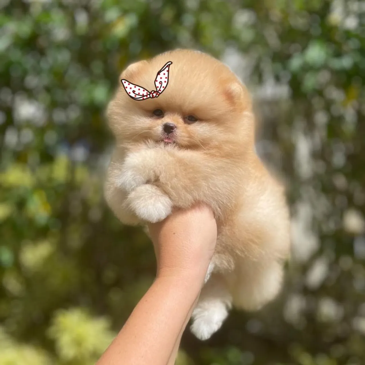 Amor em forma de Ursinho - Lulu da Pomerânia 