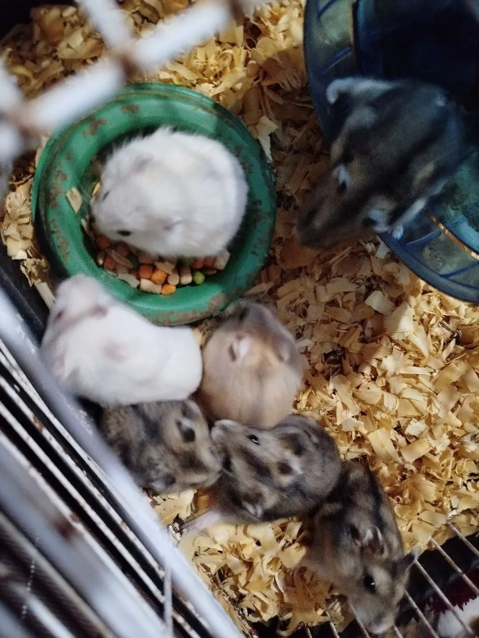10 HAMSTER ANÃO RUSSO