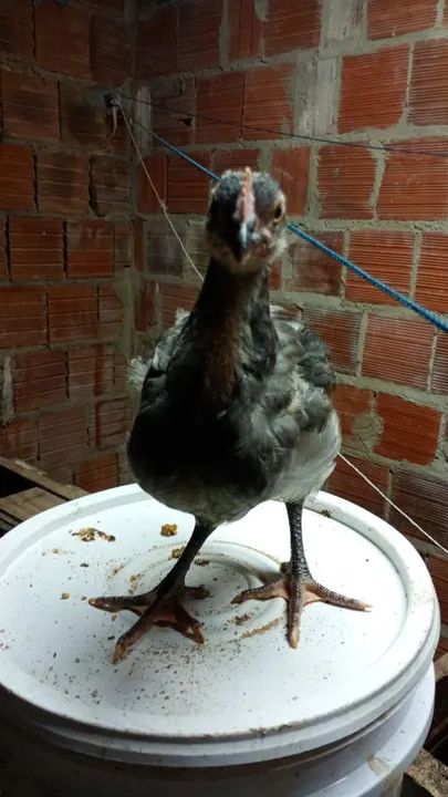 Frango gsb  - Foto 4