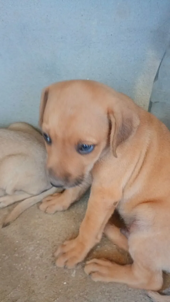 Filhote de cachorro adorável