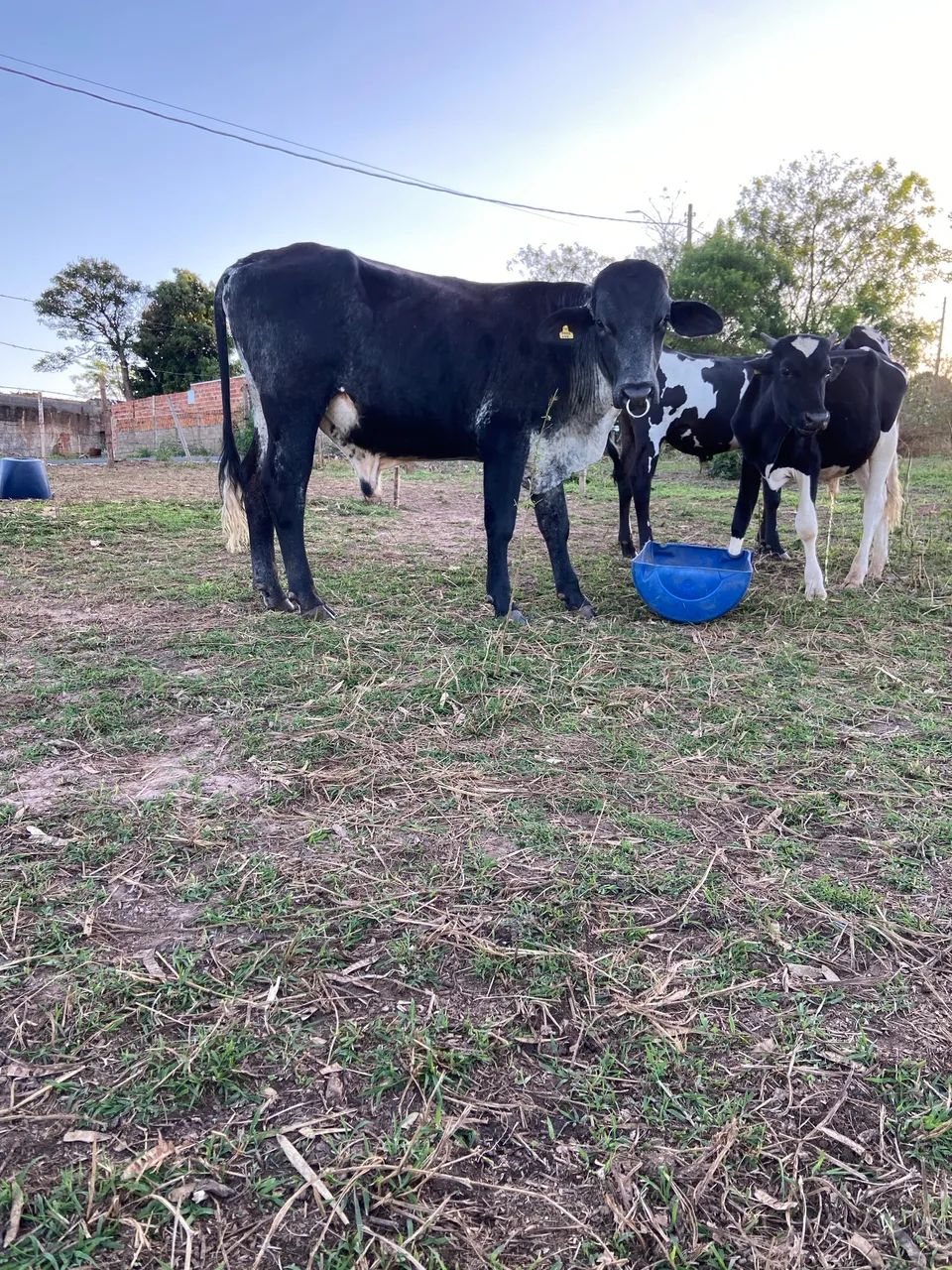Boi girolando para vaca de leite - Foto 2