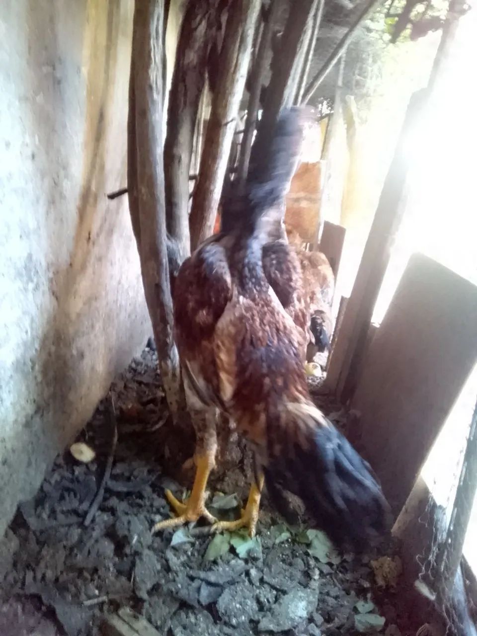 Galo de Raça para Criação - Foto 3