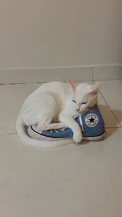 Gata para doação  - Foto 3