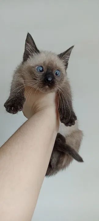 Gatinho Siamês disponível para adoção - Foto 3