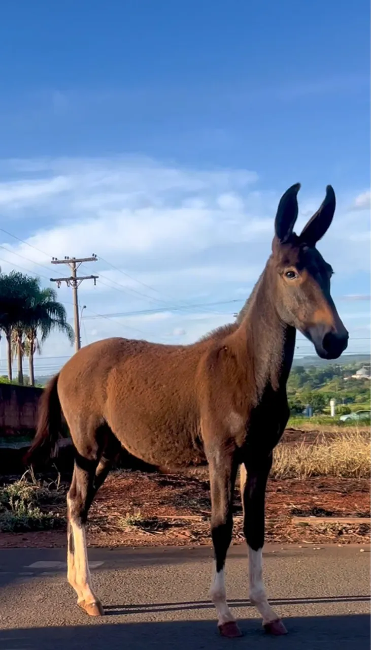 Burro marcha picada