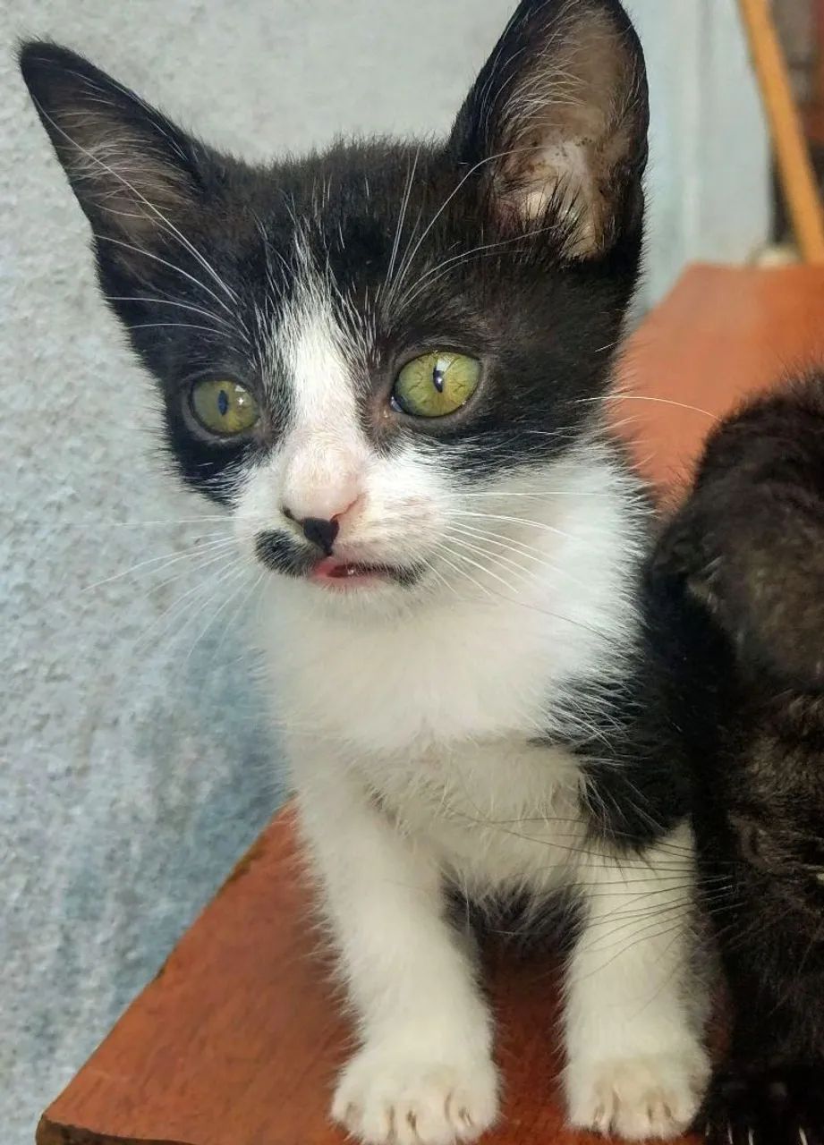 Filhotes para Adoção 2 Meses de Muito Amor - Foto 3