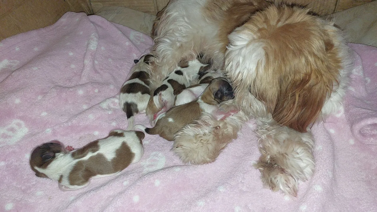 Shih Tzu