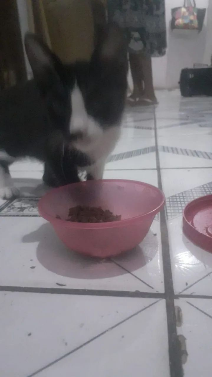 Gatinha frajola  para adoção,  3 meses. - Foto 4