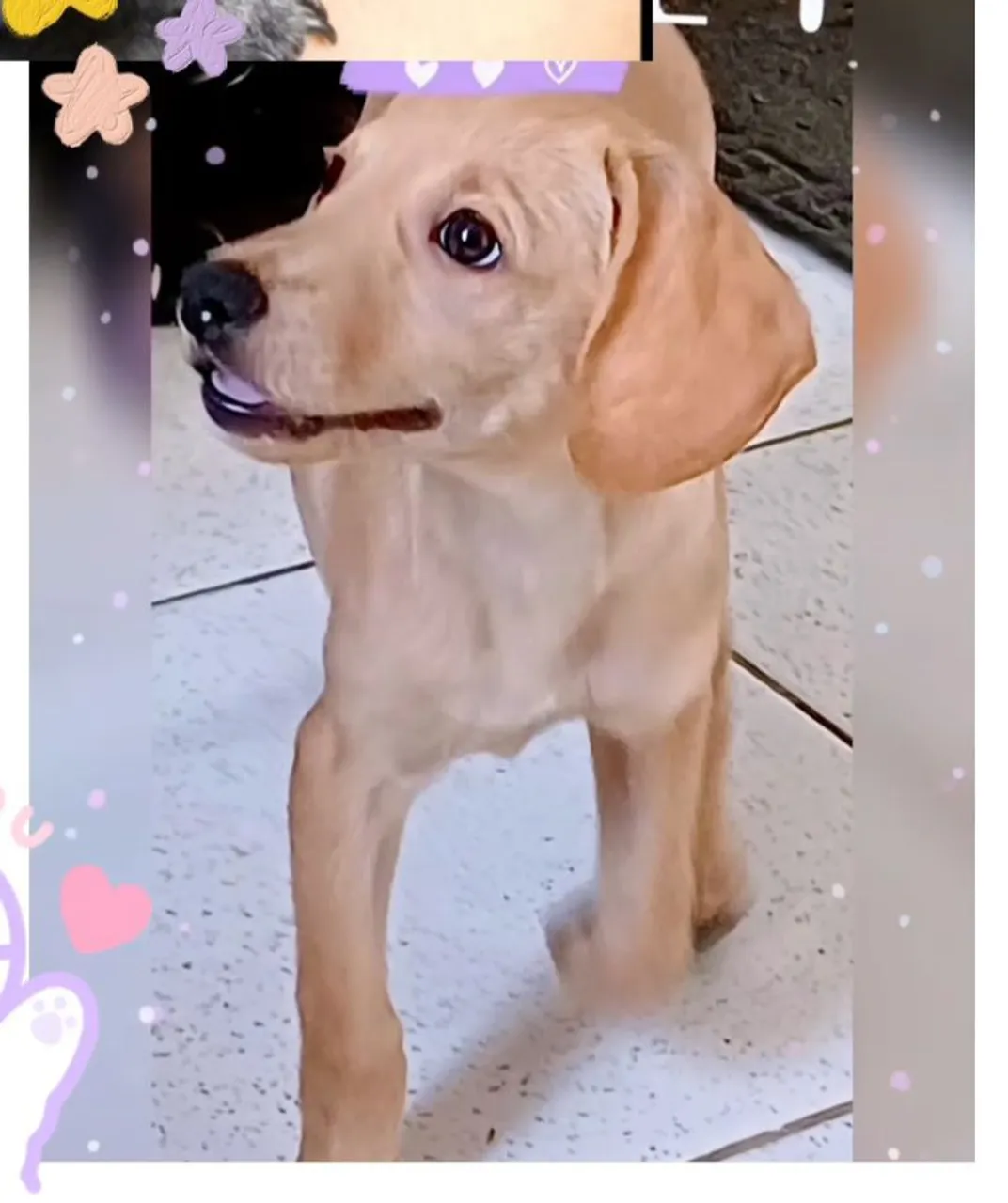Estou doando 1.cachorro pra quem tem sitio
