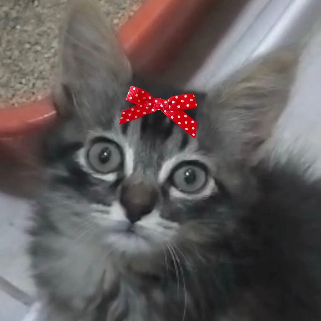 Linda Ebby de dois meses  para adoção 