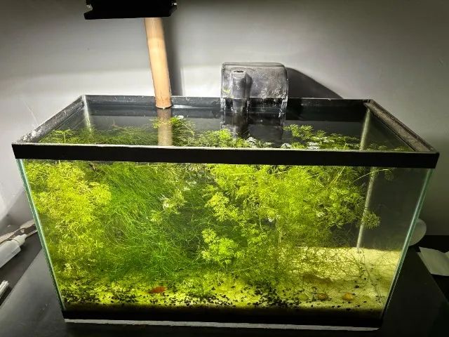 Aquário 25 litros completo - Foto 2