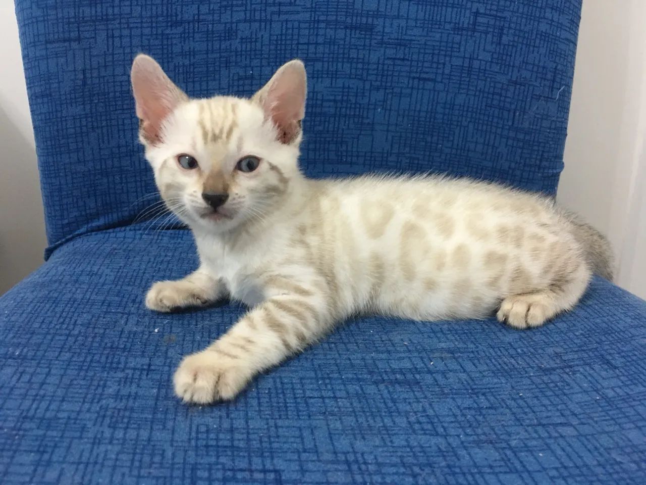 Gato Bengal de Pelagem Branca - Snow Bengal