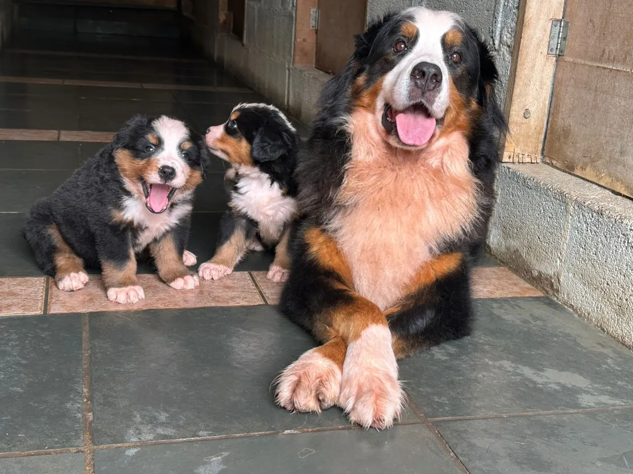 Boiadeiro de Berna macho com pedigree