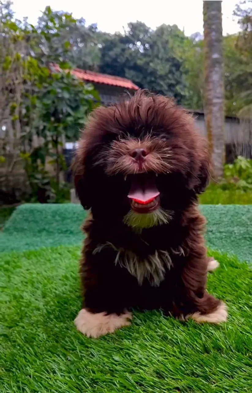 Filhote Shih Tzu - Fofura Irresistível!