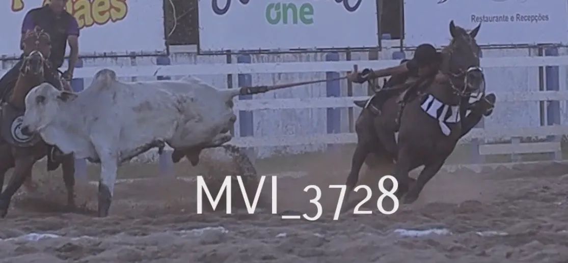 (Cavalo) Egua de vaquejada pronta para qualquer corrida