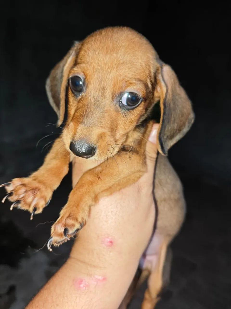 Dash Dog Price Olx Dachshund Daschund Puppy Price Long Haired